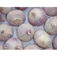 Fresh Yunnan Purple Garlic